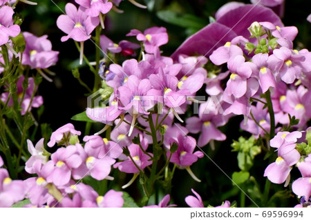 Pale purple Linaria flowers blooming in Mitaka Nakahara Pale purple Linaria flowers blooming in Mitaka Nakahara 69596994