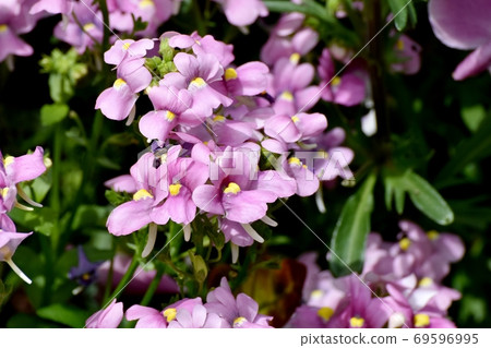Pale purple Linaria flowers blooming in Mitaka Nakahara Pale purple Linaria flowers blooming in Mitaka Nakahara 69596995