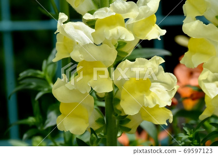 黃色金魚草鮮花盛開在三鷹中原 黃色金魚草鮮花盛開在三鷹中原 69597123