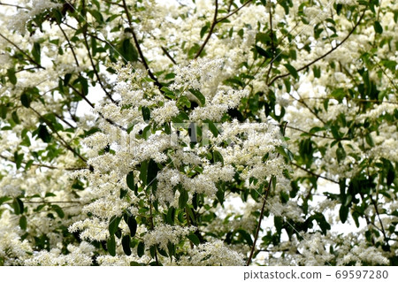 A flower of the genus Ligustrum that blooms in Mitaka Nakahara 69597280