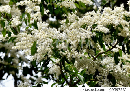 A flower of the genus Ligustrum that blooms in Mitaka Nakahara 69597281