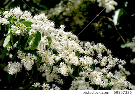 A flower of the genus Ligustrum that blooms in Mitaka Nakahara 69597326