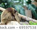 Enchanted sloth 69597538