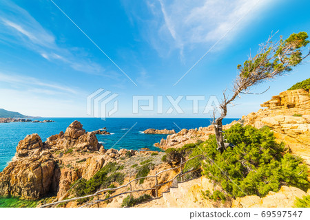 Pine tree in Costa Paradiso Pine tree in Costa Paradiso 69597547