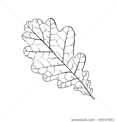 Hand-Drawn Oak Leaf Lineart. Isolated on white background. 69597691