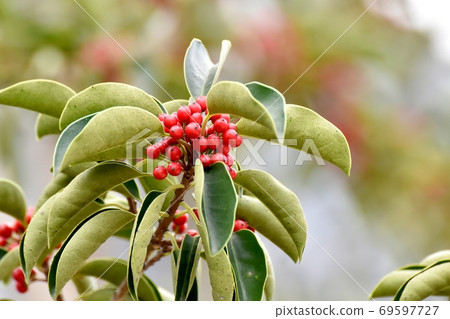 成為中原三鷹的紅黑沙丁魚果實 69597727