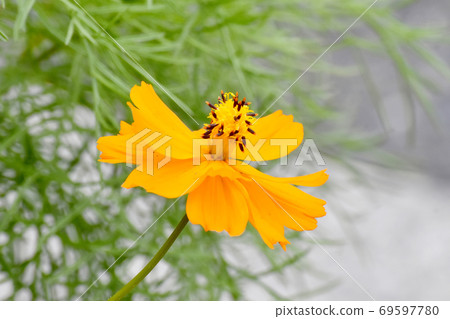 橙色三葉菊波斯菊盛開在三鷹中原 橙色三葉菊波斯菊盛開在三鷹中原 69597780