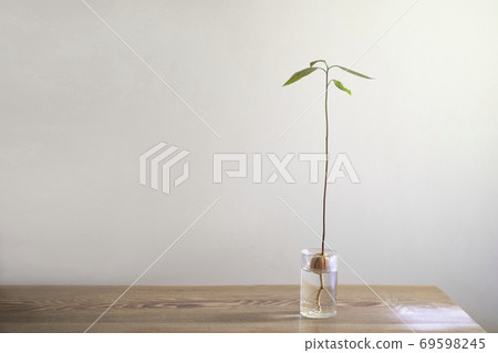 鱷梨水培栽培,發芽 鱷梨水培栽培,發芽 69598245