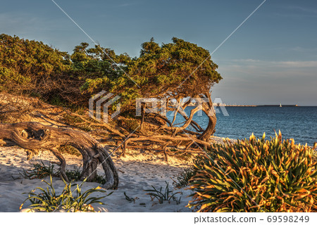 Vegetation by the sea in Alghero Vegetation by the sea in Alghero 69598249