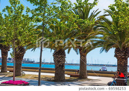 Palm trees in Alghero sea front 69598253