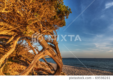 Pine tree by the sea in Alghero shore 69598281