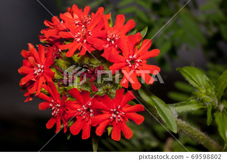 Flowers of lychnis is growing on a green meadow. 69598802