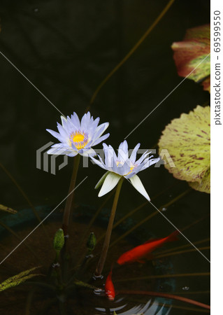 睡蓮花2 69599550