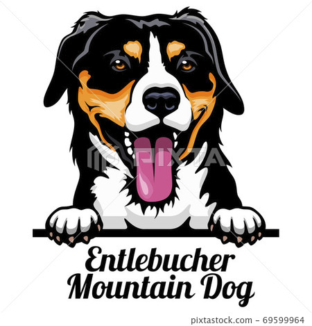 Head Entlebucher Mountain Dog - dog breed. Color image of a dogs head isolated on a white background Head Entlebucher Mountain Dog - dog breed. Color image of a dogs head isolated on a white background 69599964