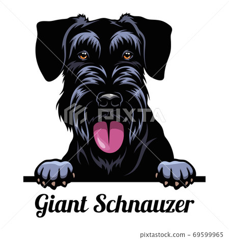 Head Giant Schnauzer - dog breed. Color image of a dogs head isolated on a white background 69599965