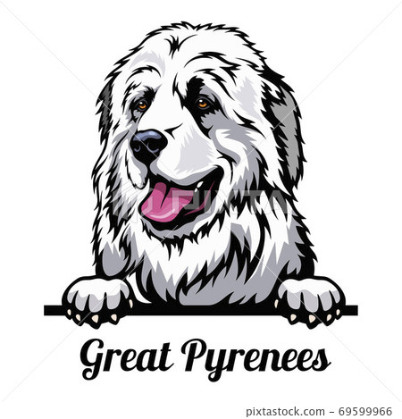 Head Great Pyrenees - dog breed. Color image of a dogs head isolated on a white background 69599966