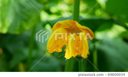 Flower or blossom field pumpkin Cucurbita pepo bio organic orange Hokkaido squash crops before harvesting, gourds agriculture farming, creeping plant spinning, bloom orange red kuri farm 69600034