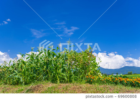 Corn, marigold and blue sky Corn, marigold and blue sky 69600808