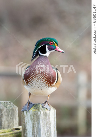 Mandarin duck staying on the fence Delta British Columbia Canada Mandarin duck staying on the fence Delta British Columbia Canada 69601147