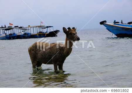 A young brown deer stands in the ocean. Behind it are tourist boats. 69601802