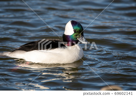 Bufflehead swimming in a pond Delta British Columbia Canada 69602141