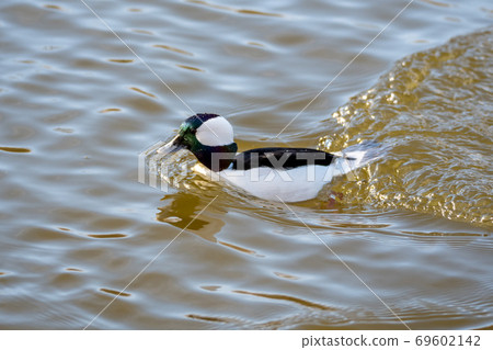 Bufflehead swimming in a pond Delta British Columbia Canada Bufflehead swimming in a pond Delta British Columbia Canada 69602142