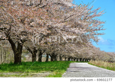 鹿兒川水利紀念公園(新潟縣)的櫻花 鹿兒川水利紀念公園(新潟縣)的櫻花 69602277
