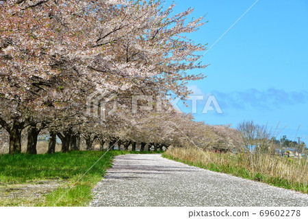 鹿兒川水利紀念公園(新潟縣)的櫻花 鹿兒川水利紀念公園(新潟縣)的櫻花 69602278