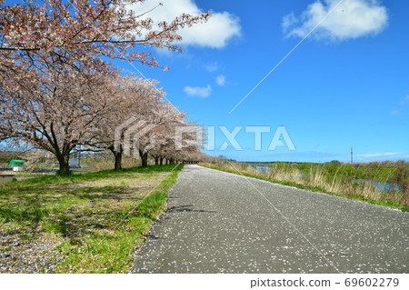 鹿兒川水利紀念公園(新潟縣)的櫻花 鹿兒川水利紀念公園(新潟縣)的櫻花 69602279
