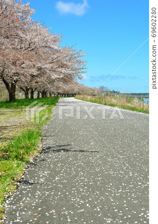 鹿兒川水利紀念公園(新潟縣)的櫻花 鹿兒川水利紀念公園(新潟縣)的櫻花 69602280