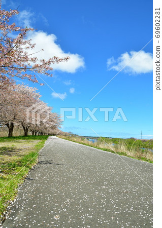 鹿兒川水利紀念公園(新潟縣)的櫻花 鹿兒川水利紀念公園(新潟縣)的櫻花 69602281