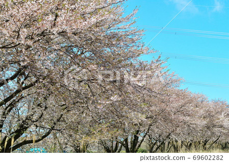 Cherry blossoms in Kajikawachisui Memorial Park (Niigata Prefecture) Cherry blossoms in Kajikawachisui Memorial Park (Niigata Prefecture) 69602282