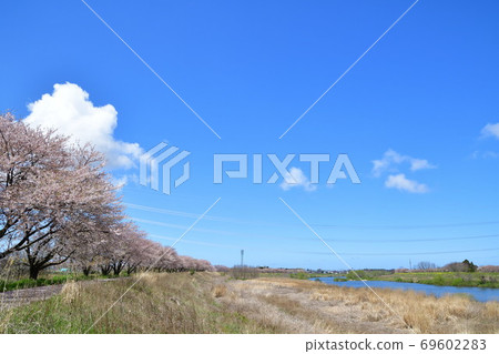 鹿兒川水利紀念公園（新潟縣）的櫻花 69602283
