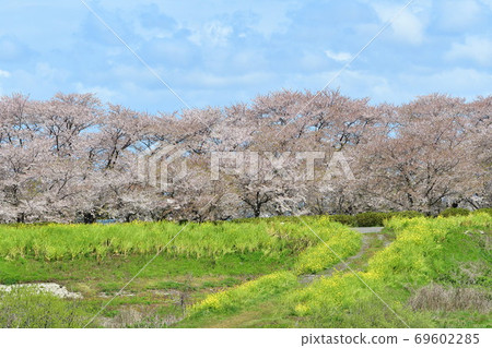 鹿兒川水利紀念公園（新潟縣）的櫻花 69602285