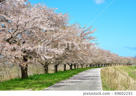 鹿兒川水利紀念公園（新潟縣）的櫻花 69602291