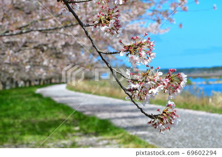 鹿兒川水利紀念公園(新潟縣)的櫻花 鹿兒川水利紀念公園(新潟縣)的櫻花 69602294