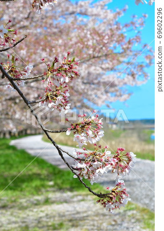 Cherry blossoms in Kajikawachisui Memorial Park (Niigata Prefecture) 69602296