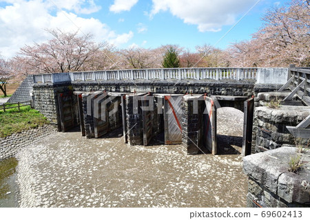 鹿兒川水利紀念公園（新潟縣）的櫻花 69602413