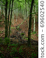 Overgrown with forest and covered with fallen leaves slopes of the Carpathian mountains. Polonynian Beskids, Ukrainian Carpathians 69602540