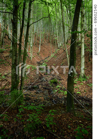 Overgrown with forest and covered with fallen leaves slopes of the Carpathian mountains. Polonynian Beskids, Ukrainian Carpathians 69602540