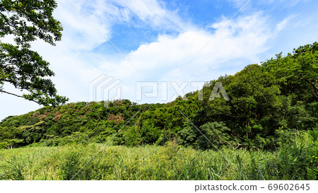 湘南三浦半島小明之森保留大都市的珍貴自然的夏天 湘南三浦半島小明之森保留大都市的珍貴自然的夏天 69602645
