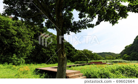 Summer of Koajiro no Mori on the Shonan Miura Peninsula, where precious nature remains in the Greater Tokyo Area Summer of Koajiro no Mori on the Shonan Miura Peninsula, where precious nature remains in the Greater Tokyo Area 69602664