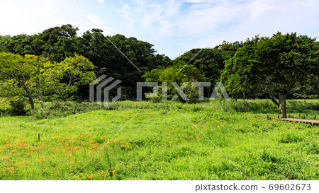 湘南三浦半島小明之森保留大都市的珍貴自然的夏天 69602673