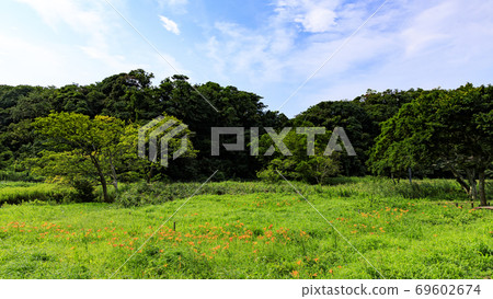 湘南三浦半島小明之森保留大都市的珍貴自然的夏天 69602674
