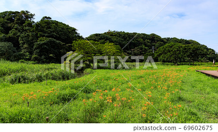 湘南三浦半島小明之森保留大都市的珍貴自然的夏天 69602675