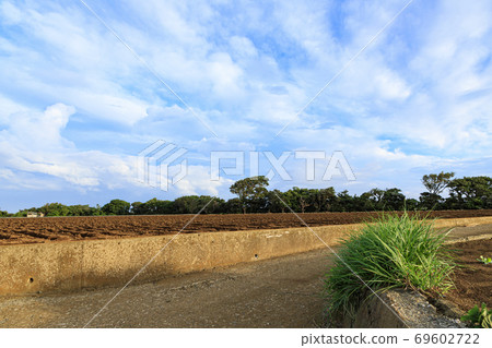 Autumn when the special radish field of Shonan Miura Peninsula starts Autumn when the special radish field of Shonan Miura Peninsula starts 69602722