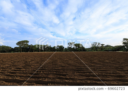 Autumn when the special radish field of Shonan Miura Peninsula starts Autumn when the special radish field of Shonan Miura Peninsula starts 69602723