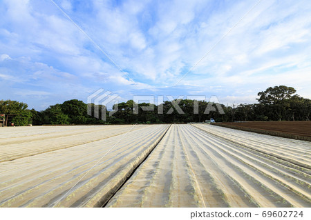 Autumn when the special radish field of Shonan Miura Peninsula starts Autumn when the special radish field of Shonan Miura Peninsula starts 69602724