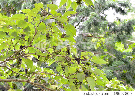 Grape-like fruit 69602800