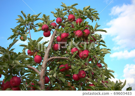 red organic apples in tree orchard nature fruits harvest red organic apples in tree orchard nature fruits harvest 69603483